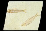 Pair of Fossil Fish (Knightia) - Green River Formation #159000-1